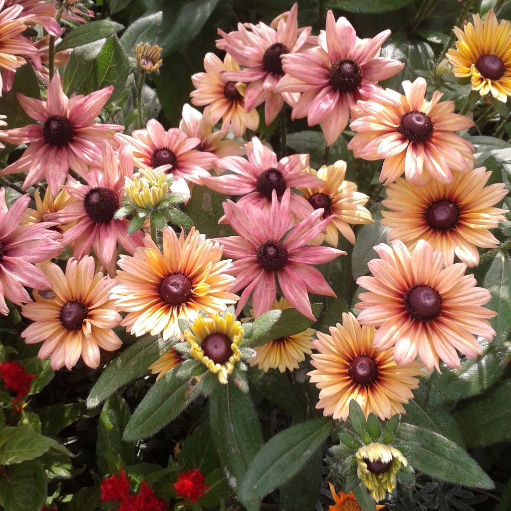 Rudbeckia Sahara
