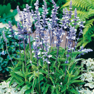 Salvia far. Fairy Queen