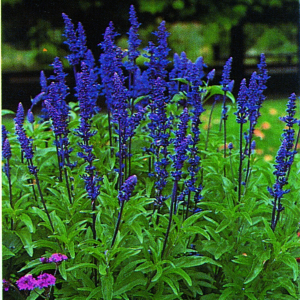 Salvia far. Victoria Blue