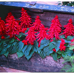 Salvia spl. Vista Red