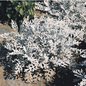Senecio cineraria Silver Dust