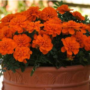 Tagetes pat. Bonanza Deep Orange