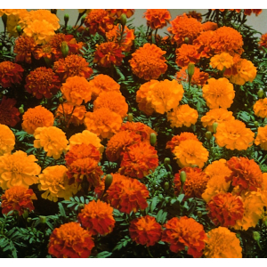 Tagetes pat. Bonanza Mix