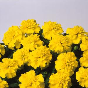 Tagetes pat. Bonanza Yellow