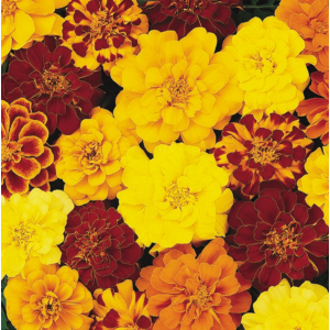 Tagetes pat. Durango Bolero