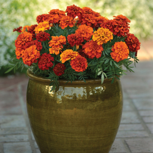Tagetes pat. Fireball