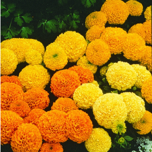 Tagetes ere. Marvel Mix