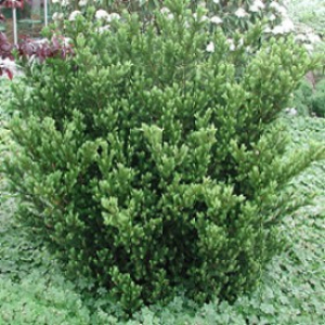 Taxus media 'Hillii'