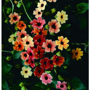 Thunbergia African Sunset