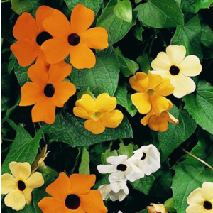 Thunbergia Susie Mix