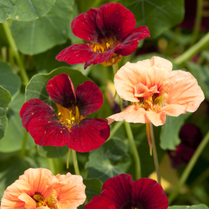 Tropaeolum Raspberry Fool