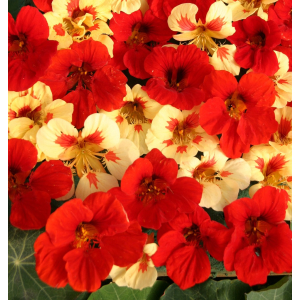 Tropaeolum Strawberry Cream
