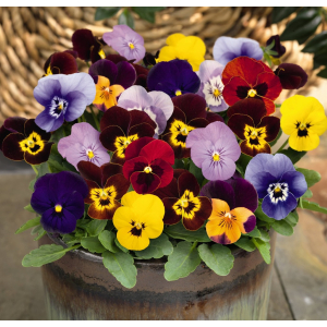 Viola cor. Admire Maxi Mix