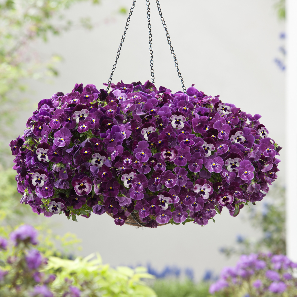 Viola wit. ret./trl Cool Wave Raspberry
